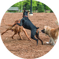 Cary Dog Parks