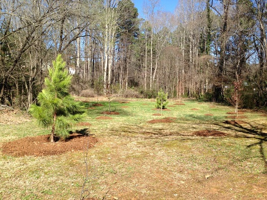 Tree in clearing