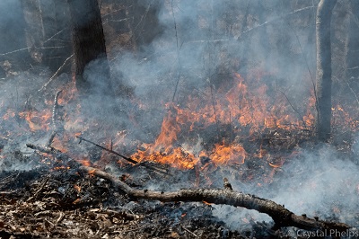 Controlled burn March 2019 at Hemlock Bluffs Nature Preserve