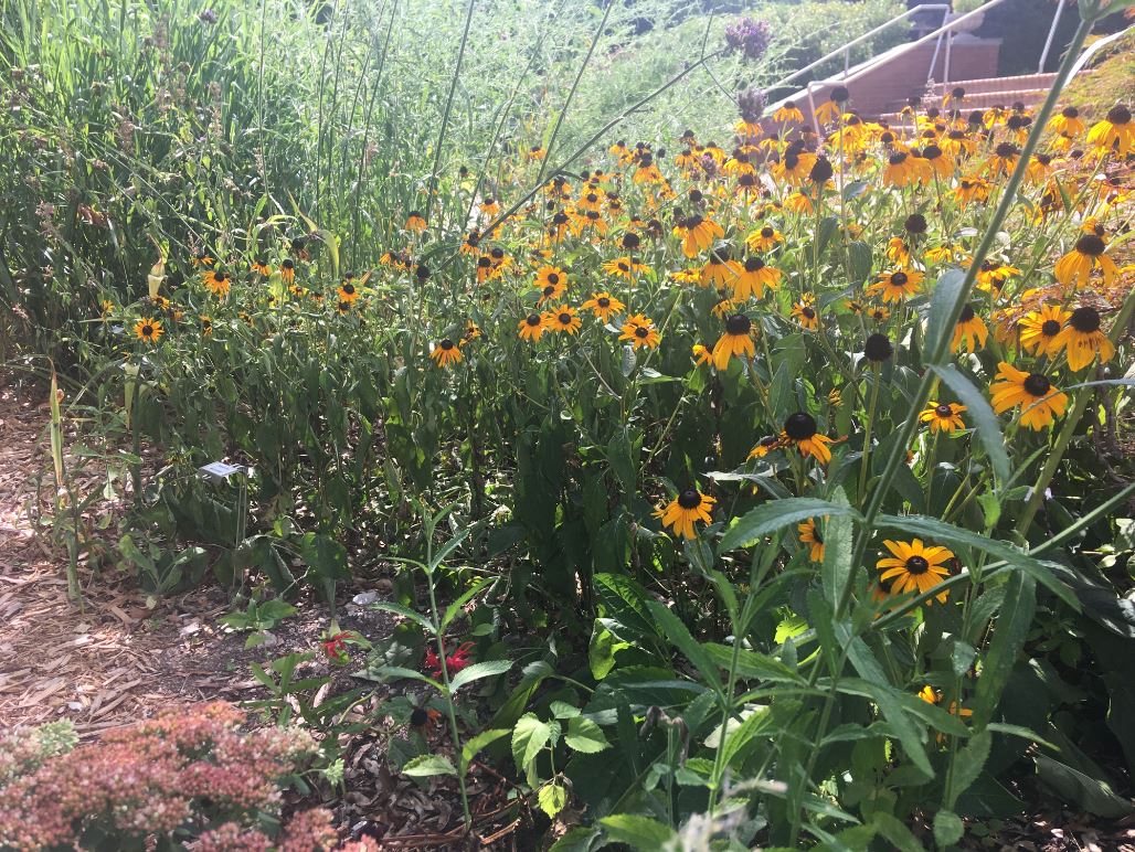 Flowers within Page Walker Garden