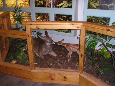 Exhibit Hall Deer