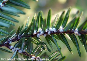 woollyadelgid