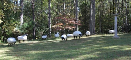 entire group of suffolk sheep 