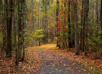 Swift Creek In Fall