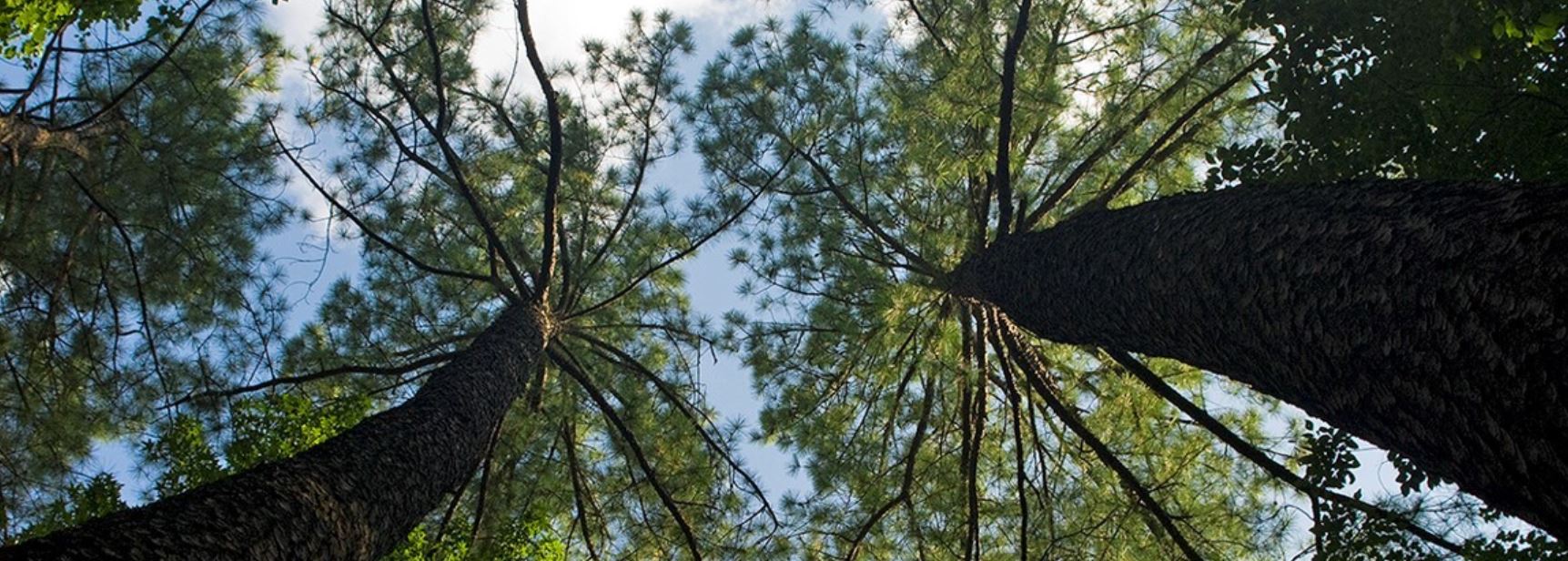 Tree canopy