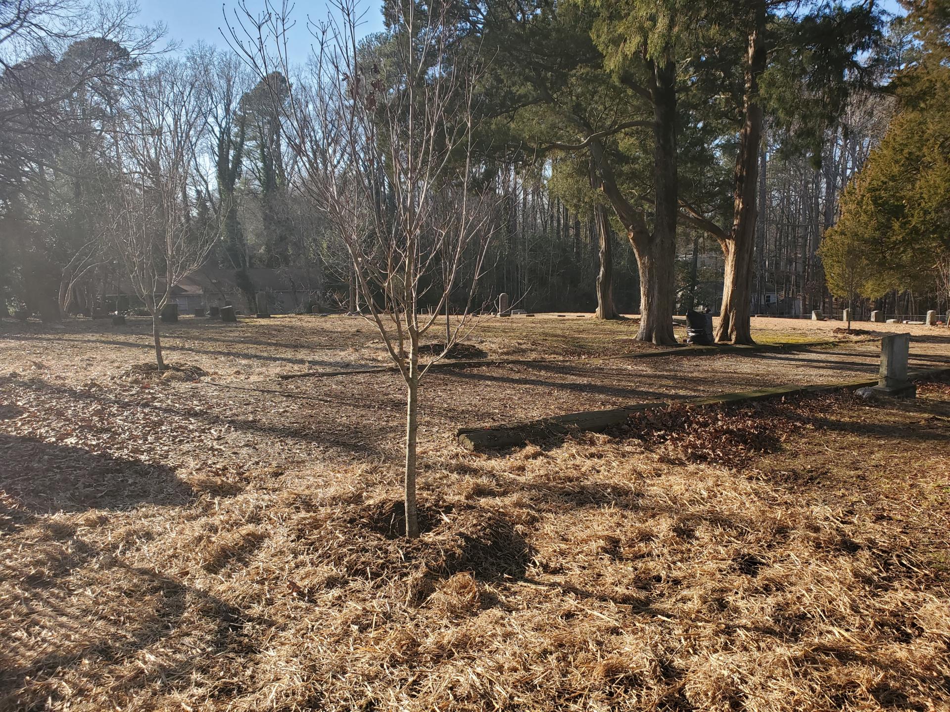 Tree at Cary First Christian Cemetery