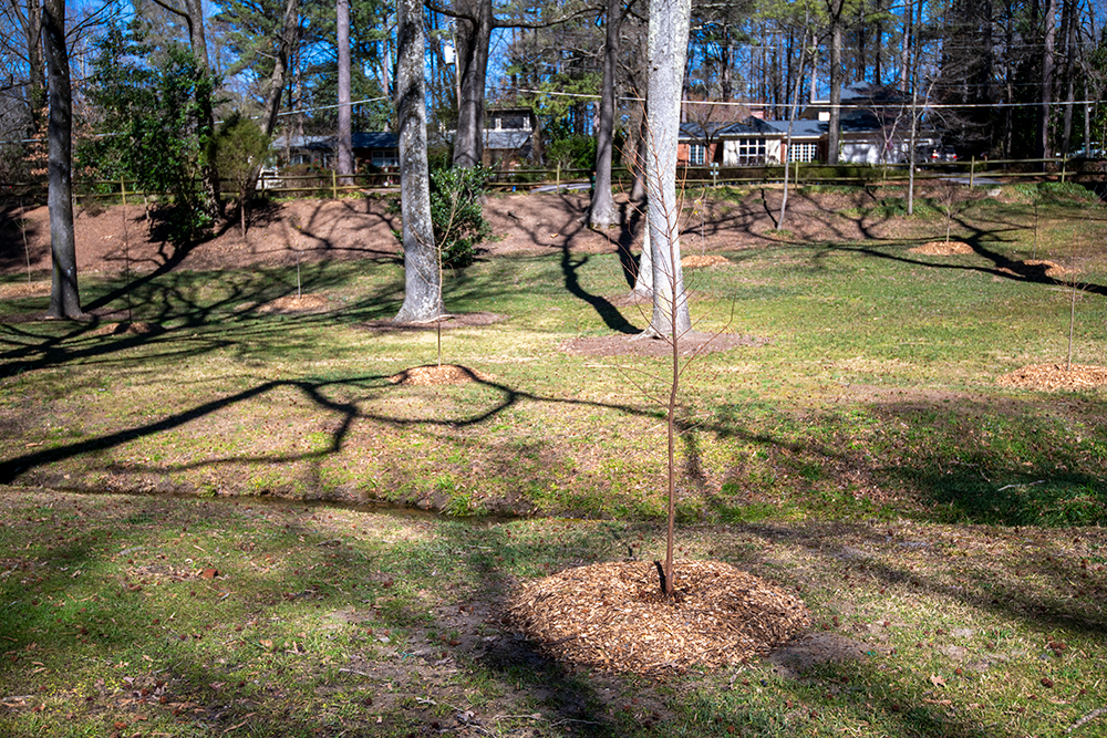 Tree at Heater Park