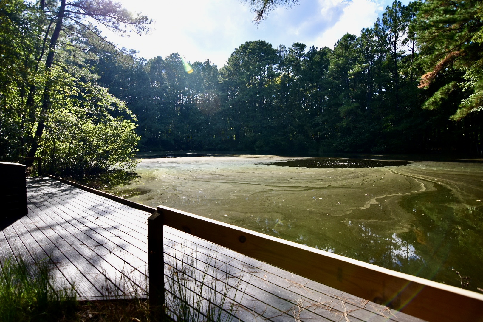 Penny Rd Pond 1