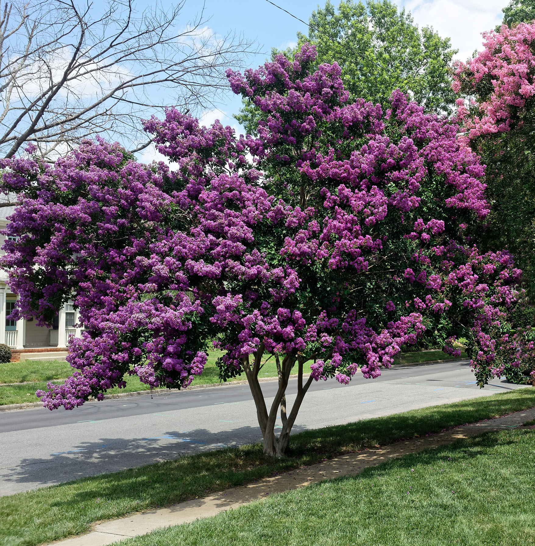 Purple Crepe Myrtle in Bloom