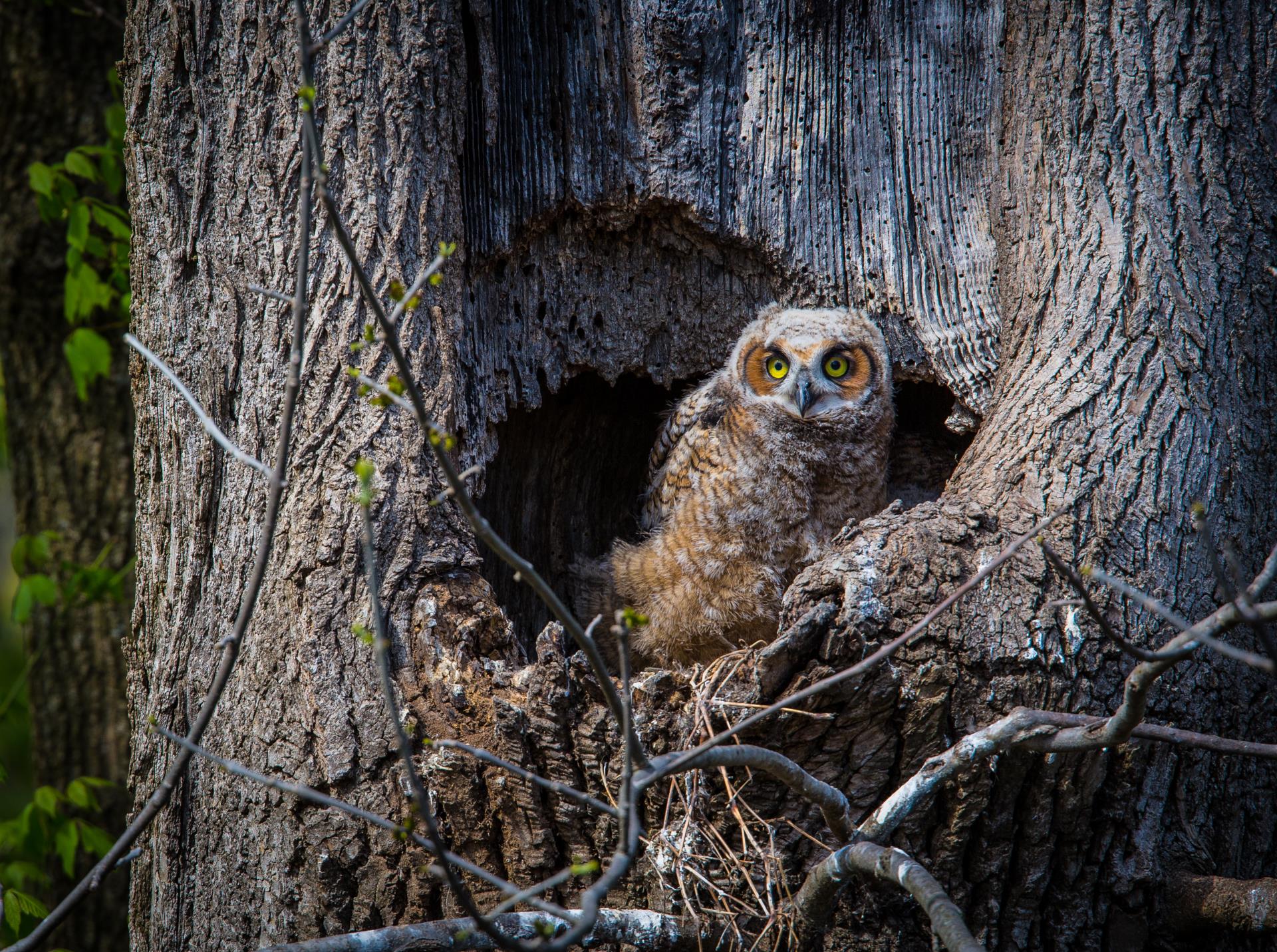 shutterstock_273414491.owl in tree