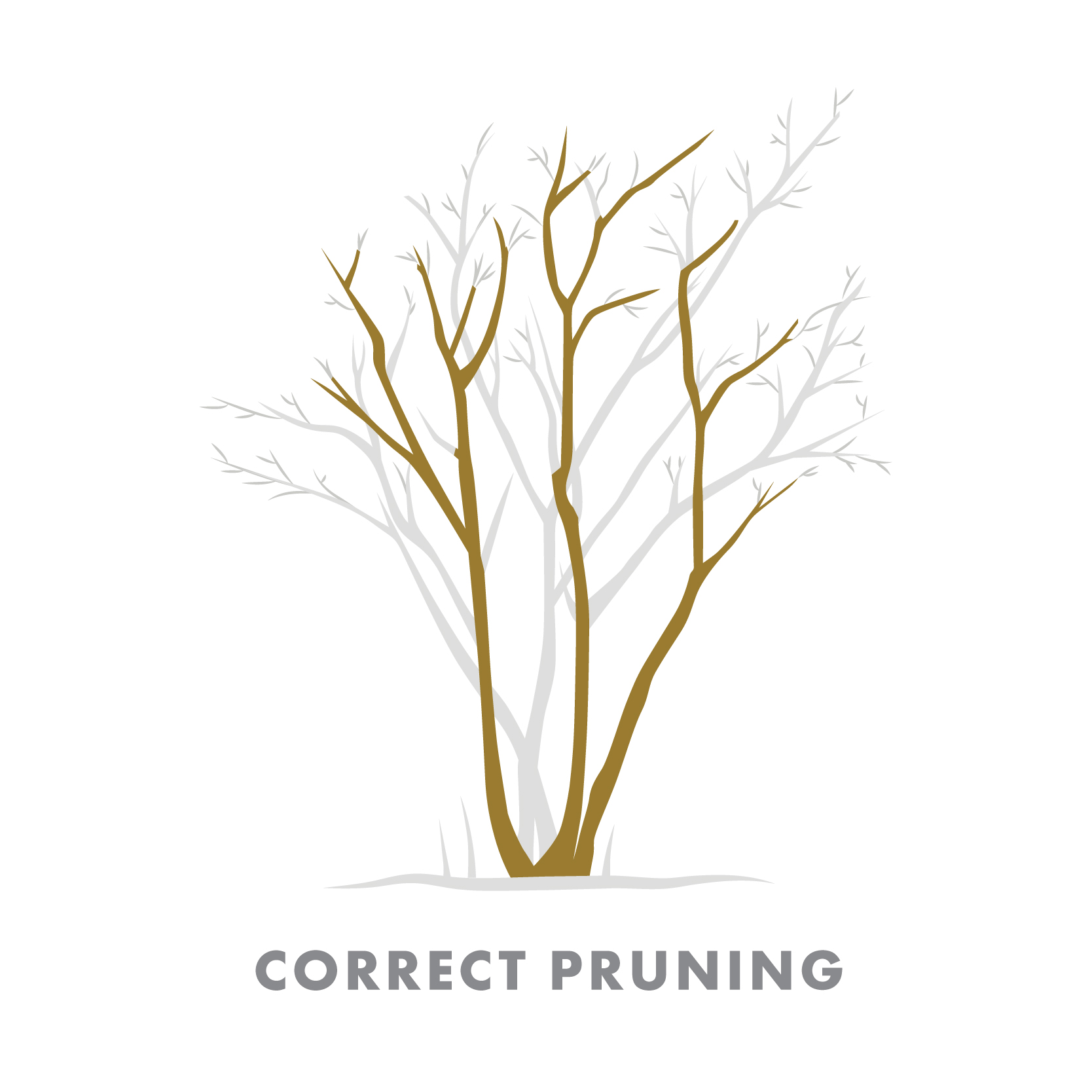 TOC_ShapeTheCrepe_WebImages_Correct Pruning 1