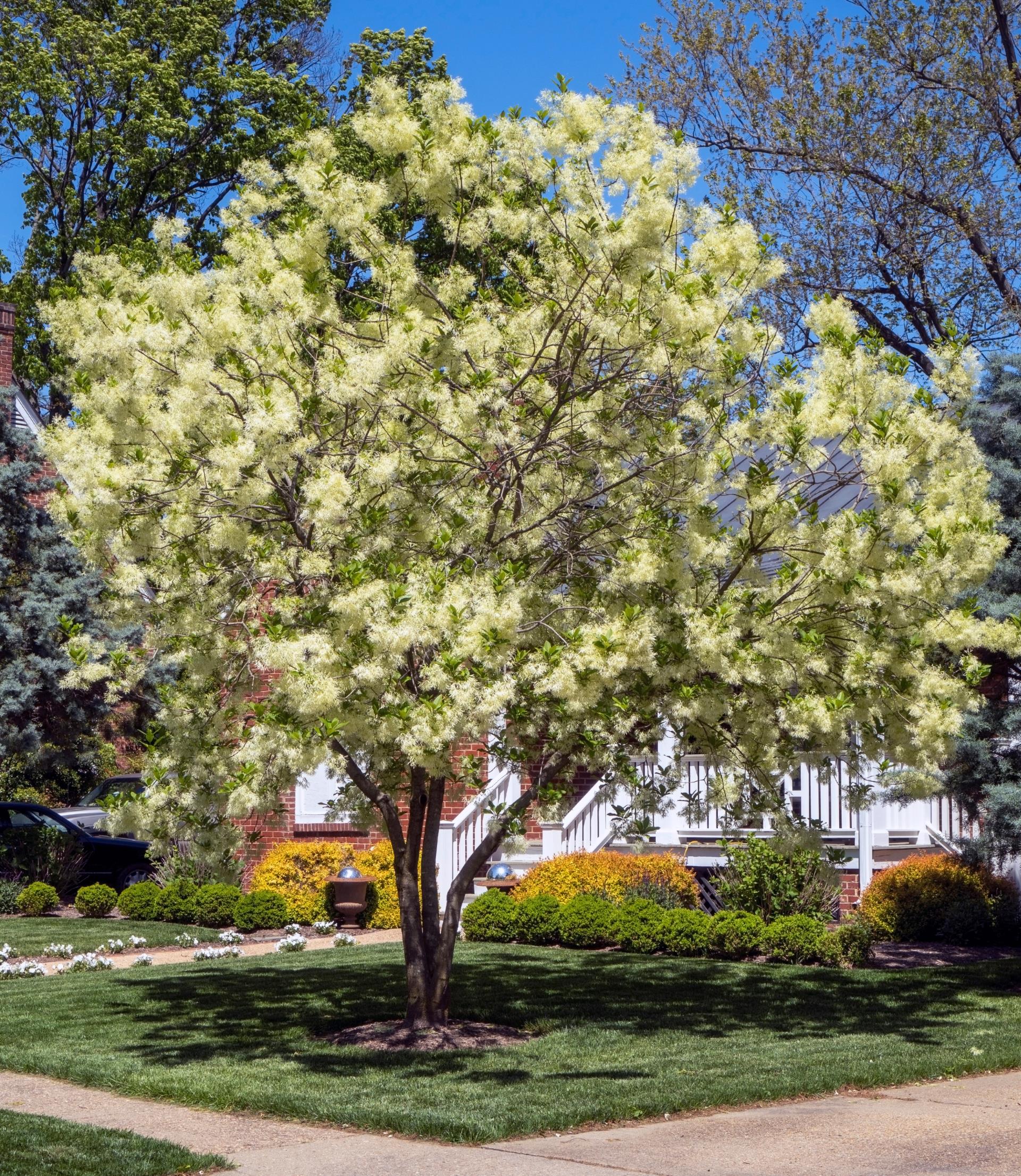 chionanthus virginicus