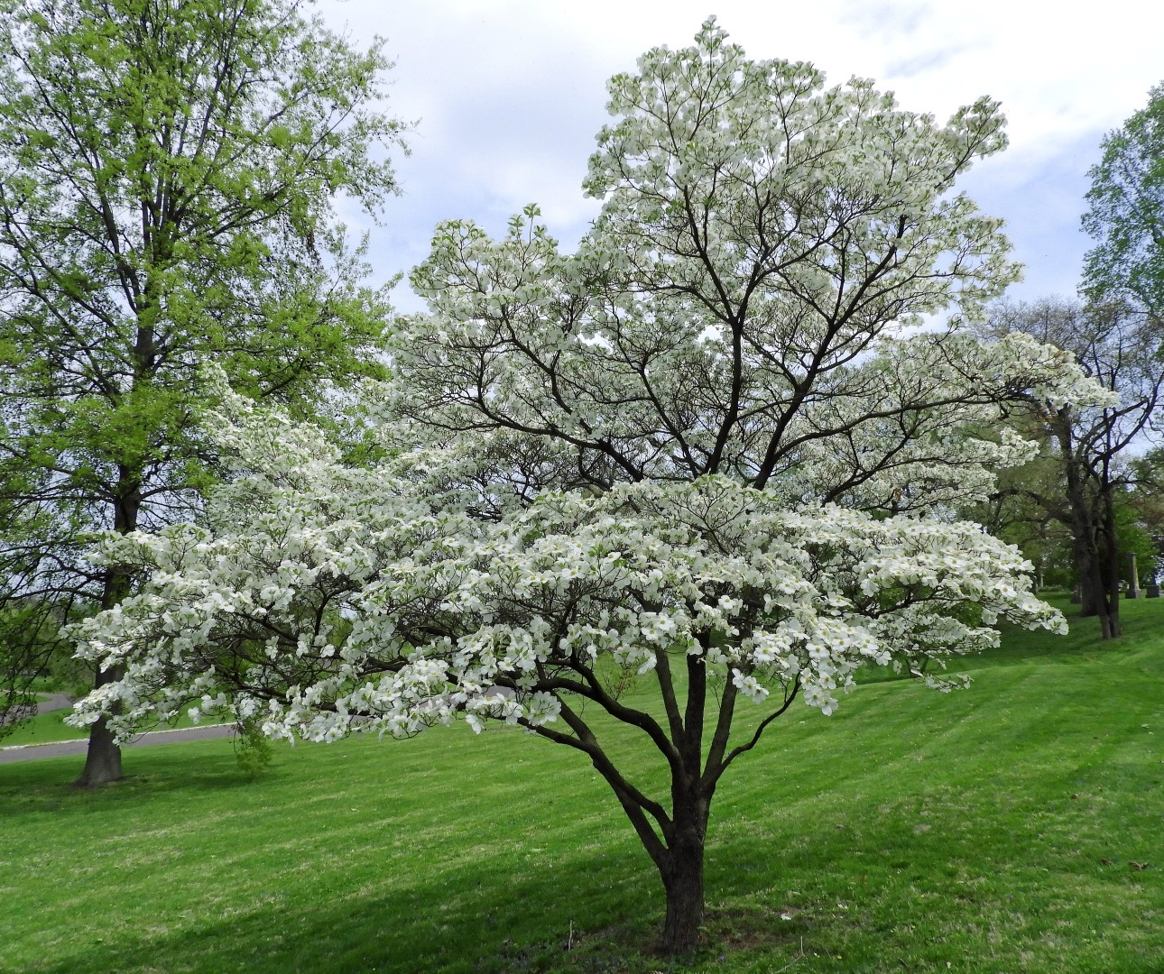 dogwood_cornus florida